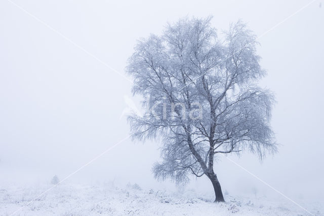 Berk (Betula)