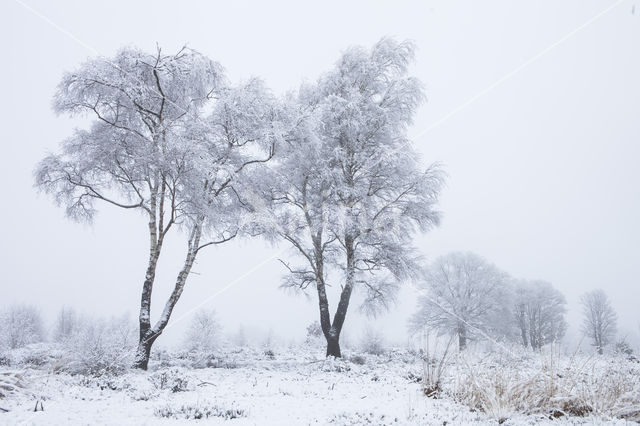 Birch (Betula)