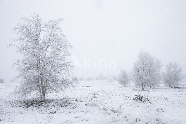 Berk (Betula)