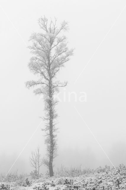 Birch (Betula)