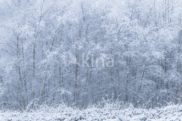 Birch (Betula)