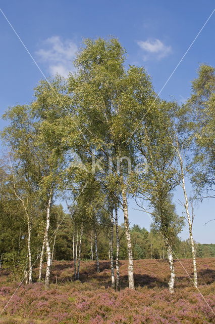 Birch (Betula)