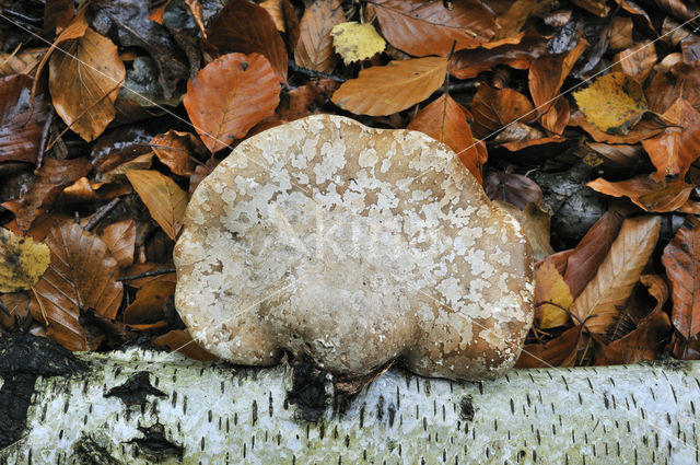 Birch polypore (Piptoporus betulinus)