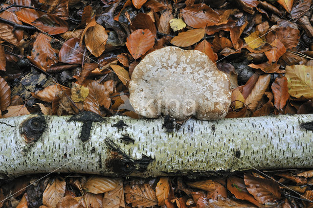 Birch polypore (Piptoporus betulinus)