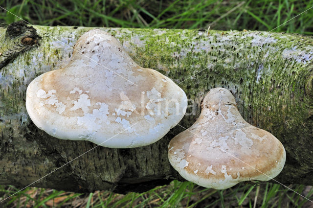 Birch polypore (Piptoporus betulinus)