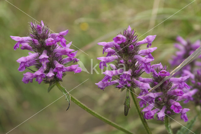 Betony (Stachys officinalis)