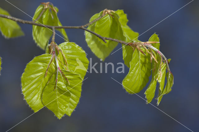 Beuk (Fagus sylvatica)