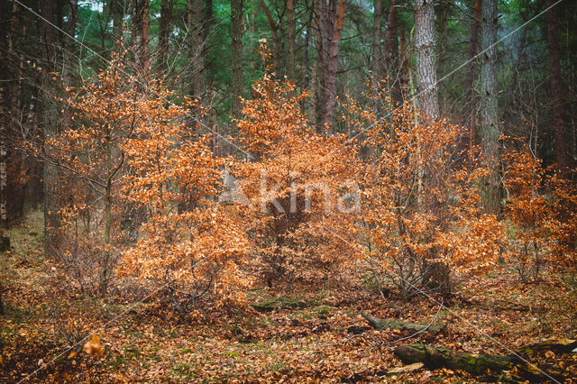 Beuk (Fagus spec.)