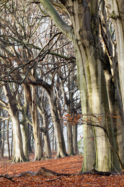 Beech (Fagus spec.)