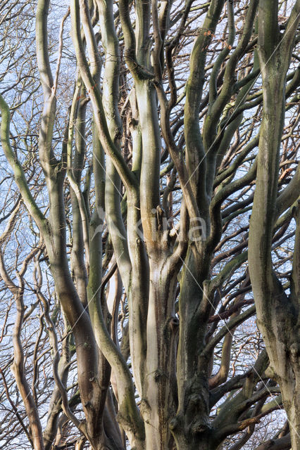 Beech (Fagus spec.)