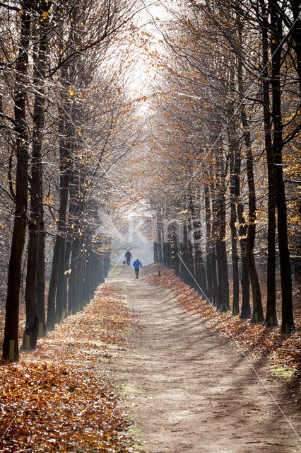 Beech (Fagus spec.)