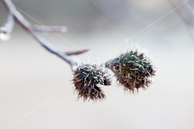 Beech (Fagus spec.)