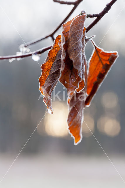 Beuk (Fagus spec.)