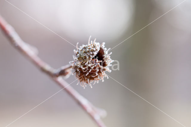 Beech (Fagus spec.)