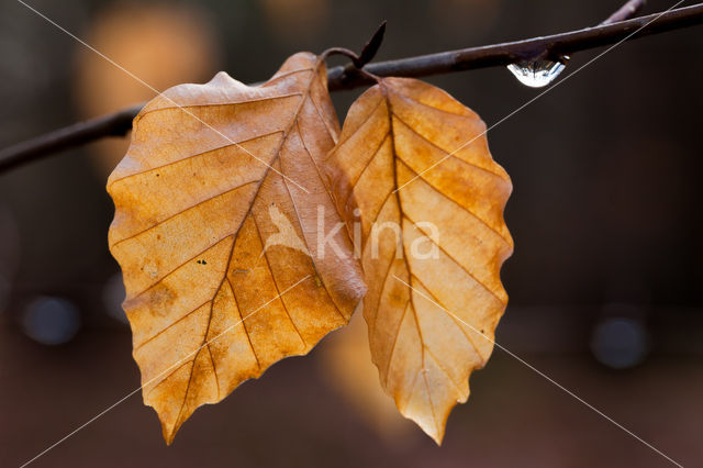 Beuk (Fagus spec.)