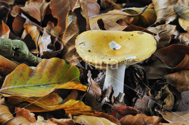 Russula fellea