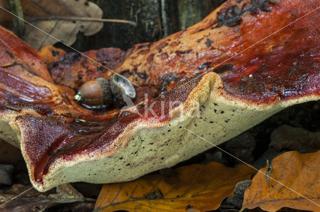 Biefstukzwam (Fistulina hepatica)