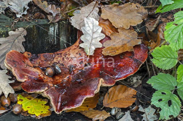 Biefstukzwam (Fistulina hepatica)