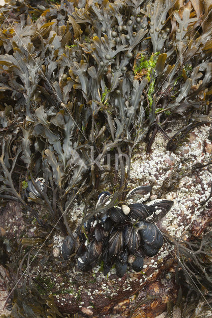 Blaaswier (Fucus vesiculosus)