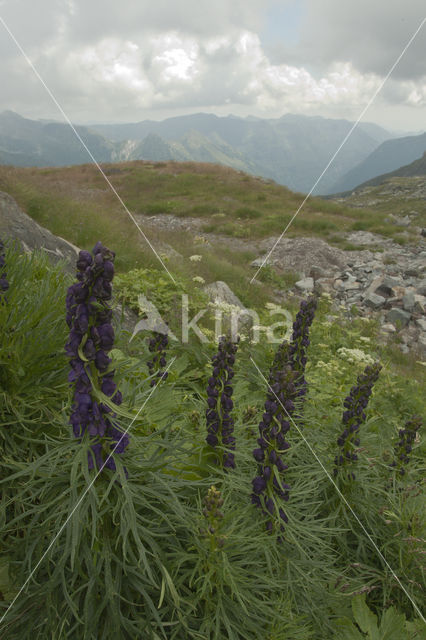 European Monkshood (Aconitum napellus)