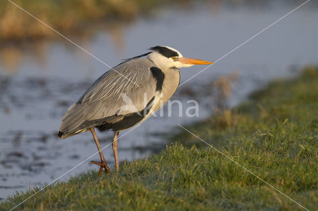 Grey Heron (Ardea cinerea)