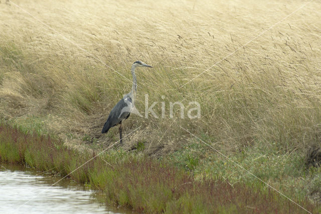 Grey Heron (Ardea cinerea)