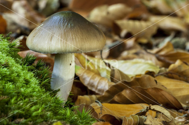 Blauwgegordelde gordijnzwam (Cortinarius collinitus)