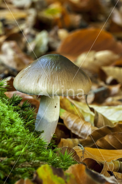 Blauwgegordelde gordijnzwam (Cortinarius collinitus)