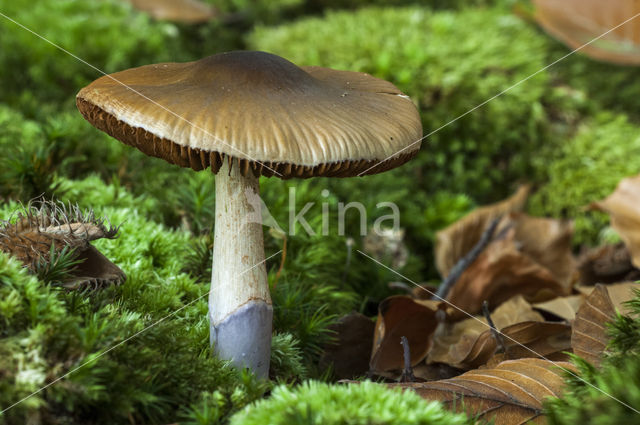 Blauwgegordelde gordijnzwam (Cortinarius collinitus)