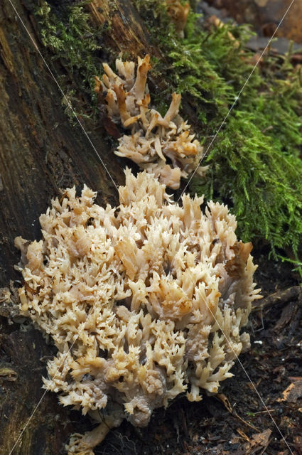 Bleke koraalzwam (Ramaria pallida)