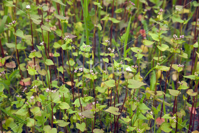 Buckwheat (Fagopyrum esculentum)