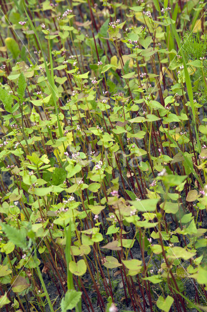 Buckwheat (Fagopyrum esculentum)