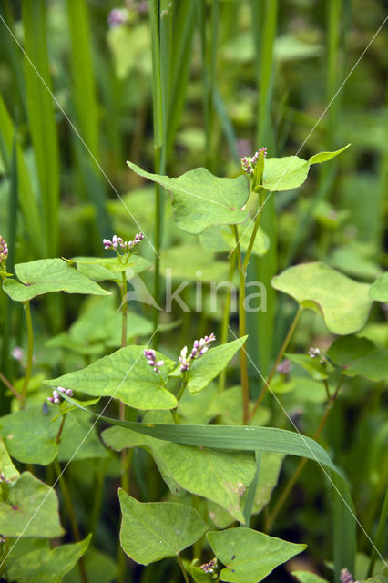 Buckwheat (Fagopyrum esculentum)