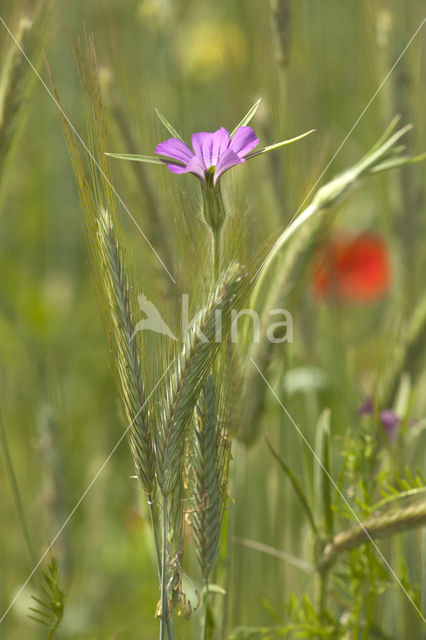 Bolderik (Agrostemma githago)