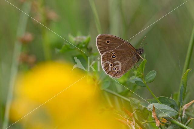 Speckled Wood (Pararge aegeria)