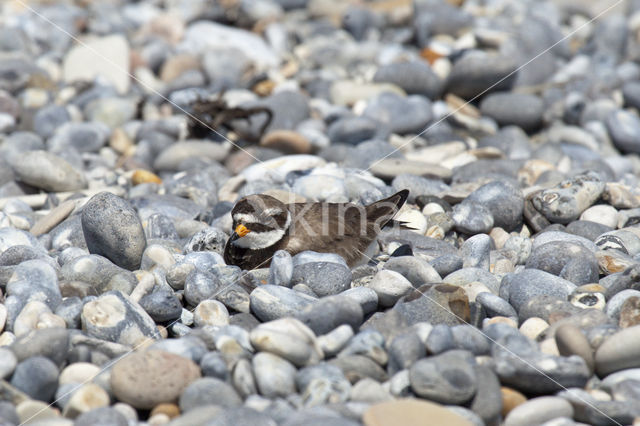 Bontbekplevier (Charadrius hiaticula)