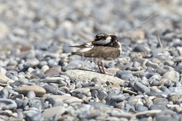 Bontbekplevier (Charadrius hiaticula)