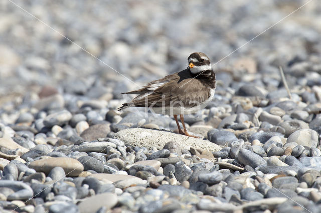 Bontbekplevier (Charadrius hiaticula)