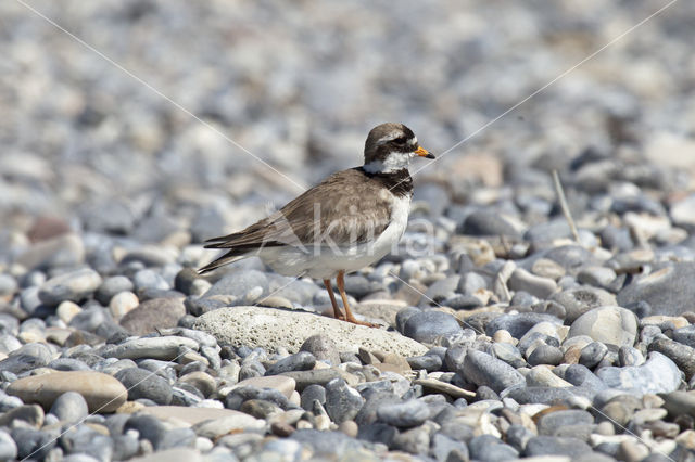 Bontbekplevier (Charadrius hiaticula)