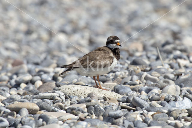 Bontbekplevier (Charadrius hiaticula)