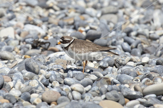 Bontbekplevier (Charadrius hiaticula)