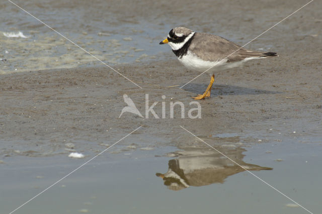 Bontbekplevier (Charadrius hiaticula)