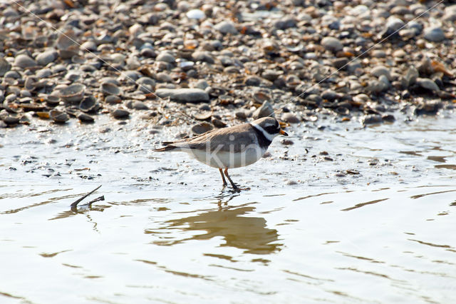 Ringed Plover (Charadrius hiaticula)