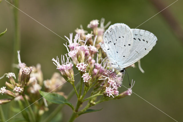 Boomblauwtje (Celastrina argiolus)