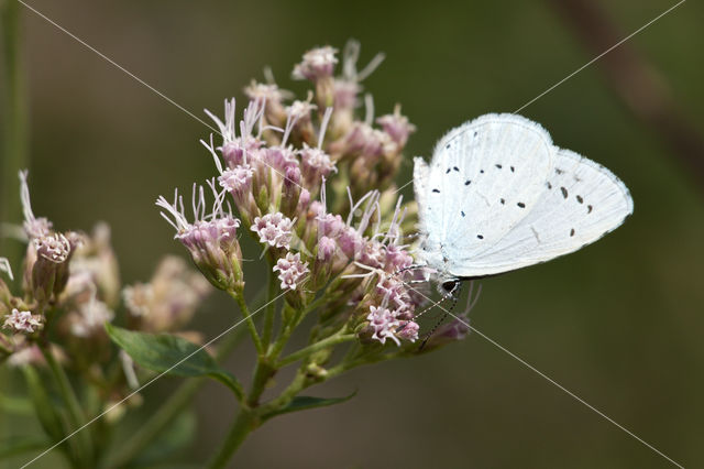 Holly Blue (Celastrina argiolus)