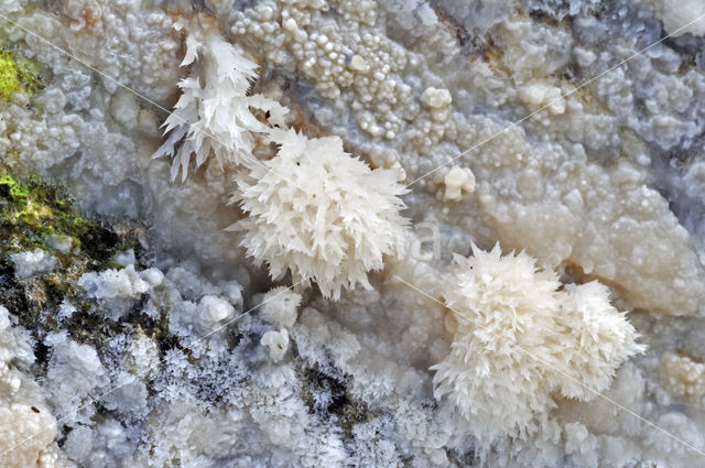Oligoporus ptychogaster