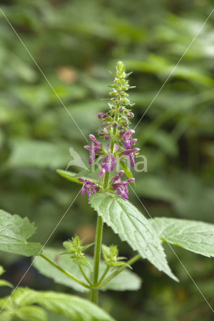 Hedge Woundwort (Stachys sylvatica)