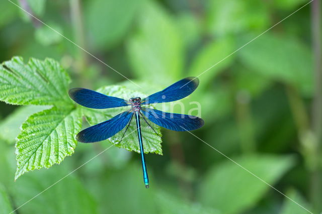 Bosbeekjuffer (Calopteryx virgo)