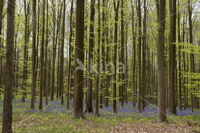 Bluebell (Scilla non-scripta)