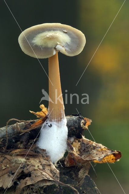 Butter Cap (Collybia butyracea)